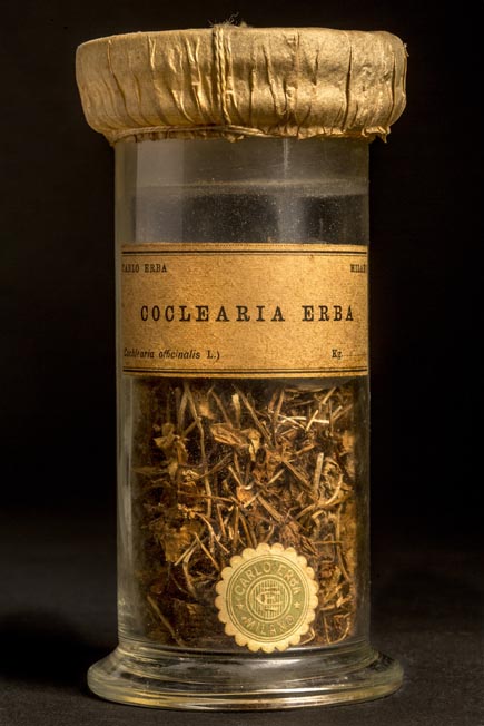 COCLEARIA - erba
